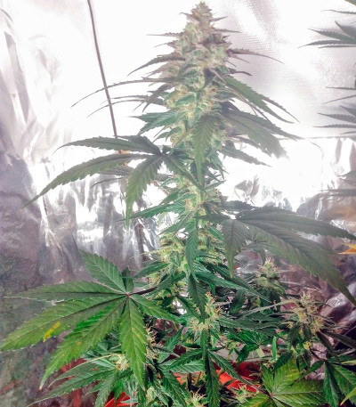 Сорт марихуаны Cream Caramel Auto (Sweet Seeds) 