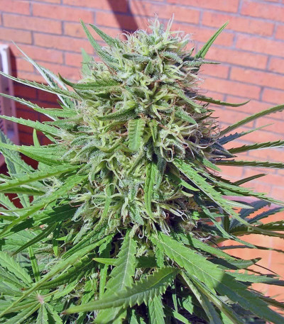 Семена сорта Green Poison fem (Sweet Seeds)