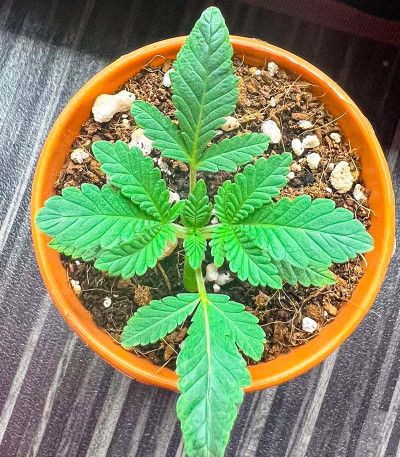 Семена сорта Ice Cream Cake fem (Barney's Farm)