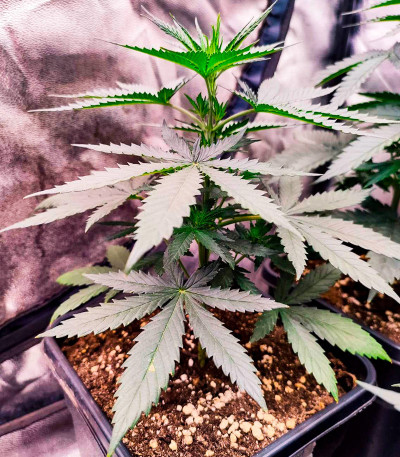 Семена конопли сорта Amnesia Haze