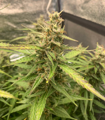 Семена сорта Auto Brooklyn Sunrise fem (Dutch Passion)