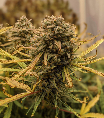 Семена сорта Cookies auto fem (FastBuds)