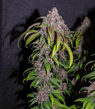 Семена сорта Red Purps fem (Female Seeds)
