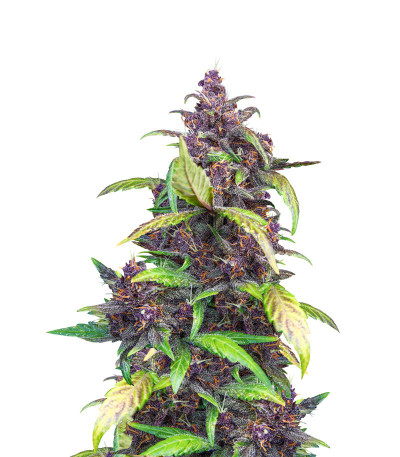 Семена сорта Auto Blackberry Kush fem (Dutch Passion)