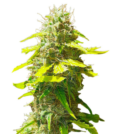 Семена сорта Punch Gelato #33 Auto fem (Cali Buds Seeds)