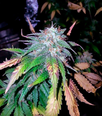 Семена сорта Alpujarrena fem (Pyramid Seeds)