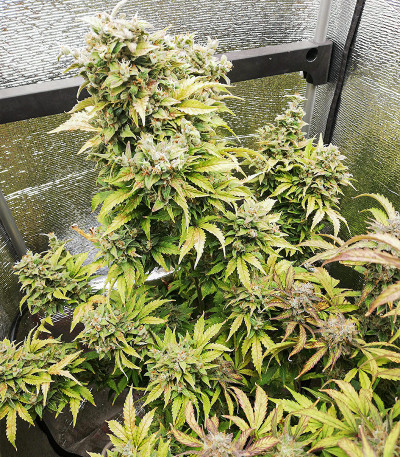 Семена сорта Original Auto Russian fem