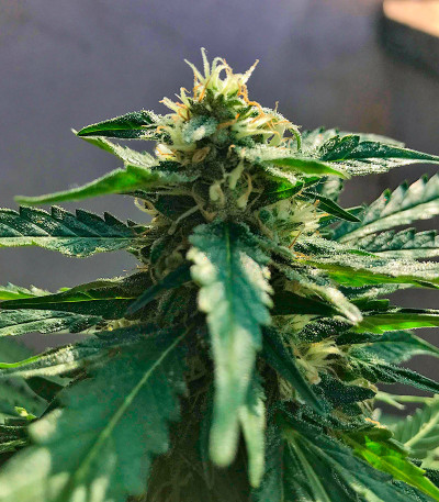 Семена сорта Soyuz OG Express fem (Kalashnikov Seeds)