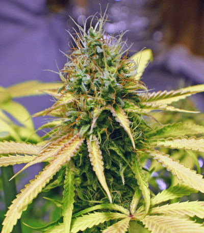 Семена конопли Super Glue (Anesia Seeds)