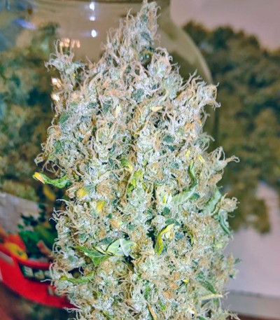 Семена сорта K-Train fem (Green House Seeds)