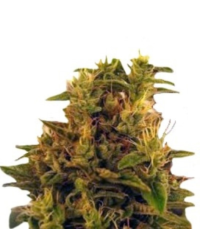 Семена сорта Amnesia Haze (Haze 1) fem (Nirvana Seeds)