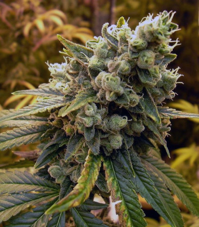 Семена сорта Bcn Sour Diesel fem