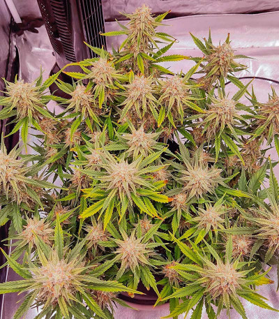 Семена сорта Banana Daddy Auto RBX2 fem (Ethos Genetics)