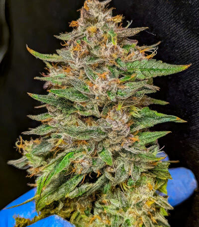 Семена сорта Ghost Chem OG Autoflower fem (Seedkeepers)