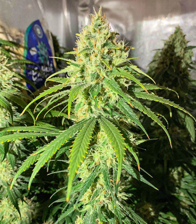 Семена сорта Glue Sherbert fem (AlphaFem Seeds)