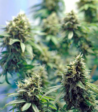 Семена сорта New York Power Diesel fem (Nirvana Seeds)