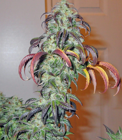 Семена сорта King’s Kush fem