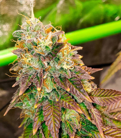 Семена сорта конопли Pink Runtz Auto от 7CH American