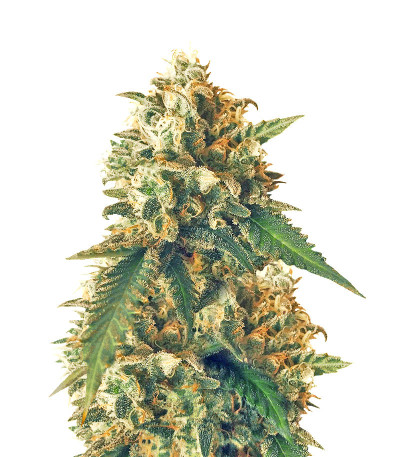 Семена сорта Afghanica fem (Anesia Seeds)