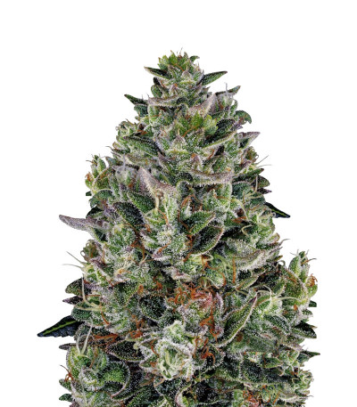 Семена сорта Glookies fem (Barney's Farm)