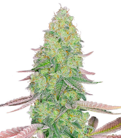 Семена конопли сорта Kush Mints Fast Version