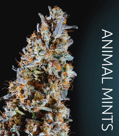 Семена сорта Animorph Mints fem (Compound Genetics)