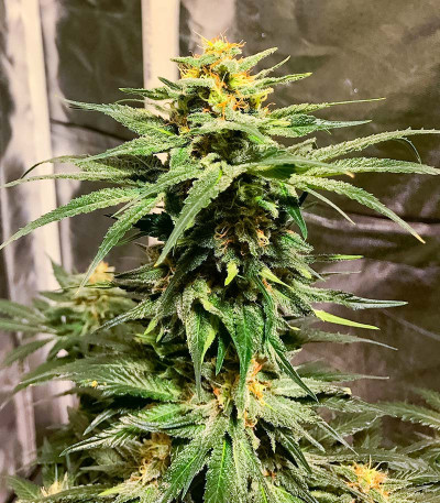Семена сорта GG-48 fem (Nirvana Seeds)