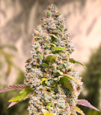 Семена сорта Gorilla Cookies Fast fem (High Speed ​​Buds)