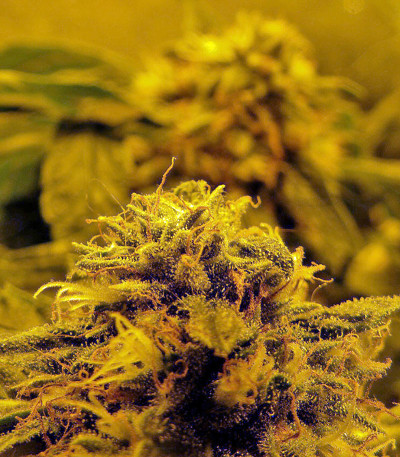 Семена сорта Hashberry reg (Mandala Seeds)