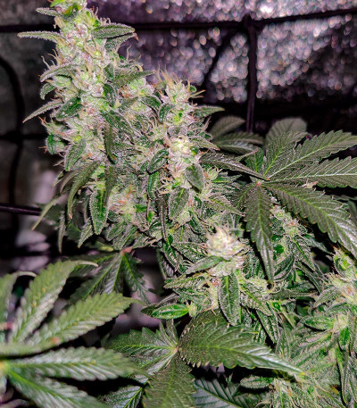 Семена сорта Big Satana 2 Auto fem (Семяныч)