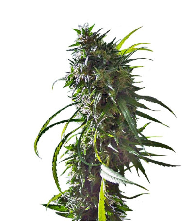 Семена сорта Royal Flush fem (Nirvana Seeds)