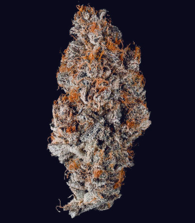 Семена сорта Blueberry Muffin fem (Humboldt Seed Company)