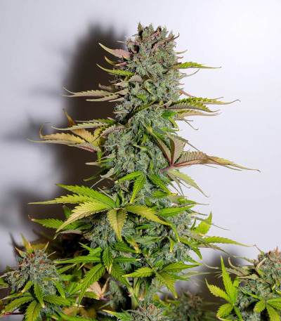 Семена сорта G14 auto fem (FastBuds)