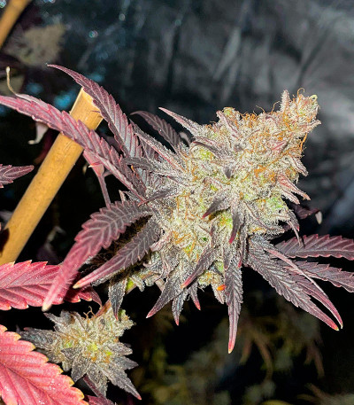 Семена сорта GMO Zkittlez F1 reg (Ethos Genetics)