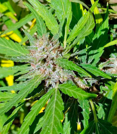 Семена сорта South African Kwazulu fem (World of Seeds)