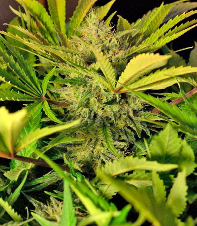 Семена сорта S.A.D. Sweet Afgani Delicious Auto fem (Sweet Seeds)