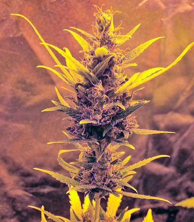 Семена сорта White Widow XXL Autoflowering fem