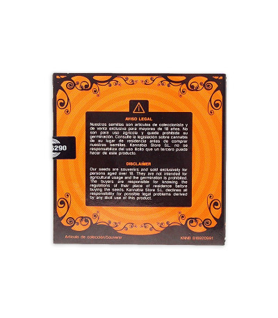 Семена сорта White Domina Max Auto fem