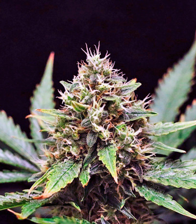 Семена сорта Sweet Skunk F1 Fast Version fem (Sweet Seeds)