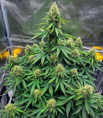 Семена сорта Godzilla Cookies Auto fem (Herbies Seeds)