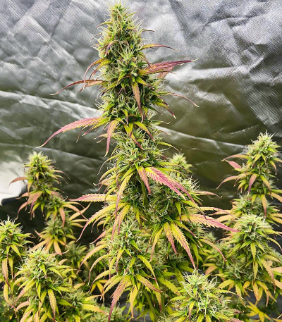 Семена сорта Cherry Cola Auto fem (FastBuds)