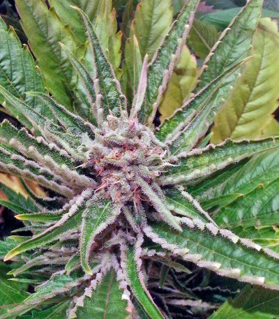 Семена сорта Great White Shark (Green House Seeds)