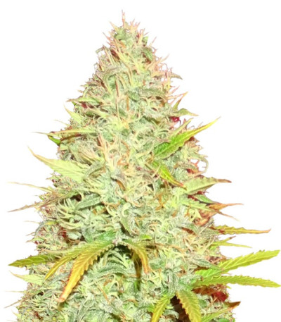 Семена сорта CBD Kong's Kush fem (Sumo Seeds)