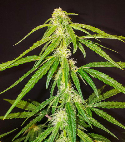 Семена конопли сорта Titan F1 Auto fem
