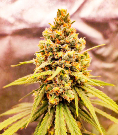 Семена конопли сорта Amnesia Haze