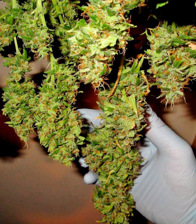 Семена сорта Mango Haze fem