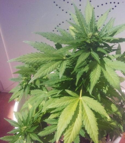 Семена сорта MAXI GOM auto fem