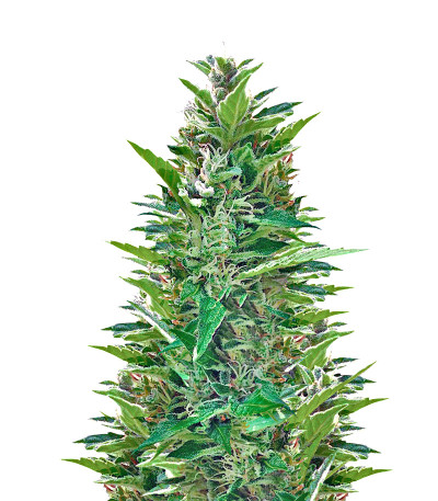 Семена сорта Blueberry Bliss Auto Fem (Vision Seeds)