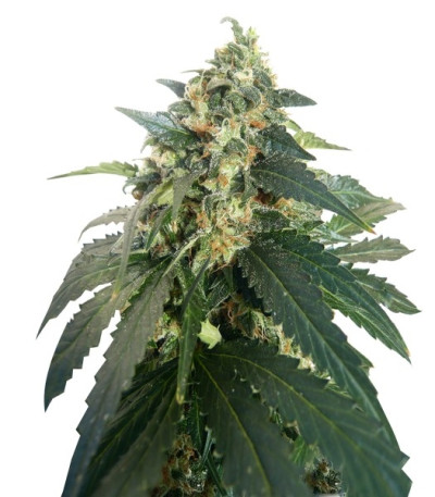 Семена сорта Snow Storm #2 (Dutch Passion)