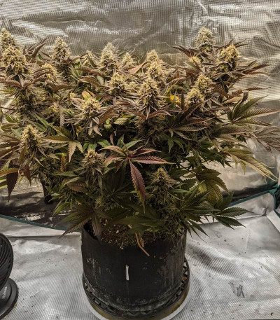 Семена сорта Banana Purp fem (Medical Seeds)